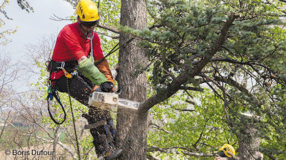 Tree Care - PETZL｜PROFESSIONAL